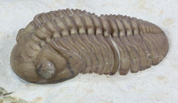 Lochovella (Reedops) Trilobite With Bite Mark - Clarita, Oklahoma #36144